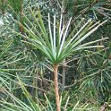 Sciadopitys verticillata (2)